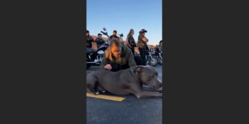 A Terrified Pit Bull Collapsed When 30 Bikers Started Their Engines. Then He Crawled Toward One Motorcycle—and the Man Standing Beside It Realized Something Was Terribly Wrong.