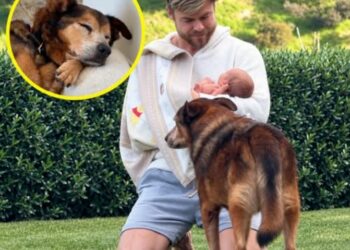 Derek Hough Asked His Dying Rescue Dog to Hold On Long Enough to Meet His Baby Daughter. After 14 Years Together, Romie Kept That One Last Promise.