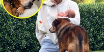 Derek Hough Asked His Dying Rescue Dog to Hold On Long Enough to Meet His Baby Daughter. After 14 Years Together, Romie Kept That One Last Promise.