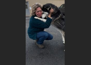 Her Husky Disappeared on the Fourth of July. Two Years Later, a Shelter Called From 412 Miles Away—and Told Her Something She Never Expected to Hear.