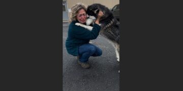 Her Husky Disappeared on the Fourth of July. Two Years Later, a Shelter Called From 412 Miles Away—and Told Her Something She Never Expected to Hear.