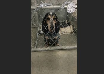 For Four Christmases, a Coonhound Watched Families Walk Past His Shelter Kennel. After 1,340 Days, a 68-Year-Old Stranger Finally Stopped.