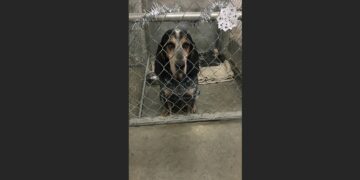 For Four Christmases, a Coonhound Watched Families Walk Past His Shelter Kennel. After 1,340 Days, a 68-Year-Old Stranger Finally Stopped.