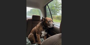 I Went to the Shelter Looking for a Young Dog—Instead, I Chose the 13-Year-Old Pit Bull Who Had Spent Two Years Facing the Corner